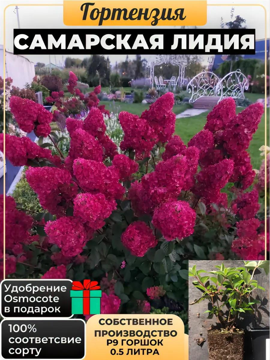 Гортензия метельчатая...