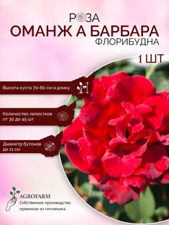 Роза флорибудна Оманж а Барбара AgroFarm Саженцы Юга 263527964 купить за 397 ₽ в интернет-магазине Wildberries