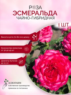 Роза чайно-гибридная Эсмеральда AgroFarm Саженцы Юга 263529507 купить за 327 ₽ в интернет-магазине Wildberries