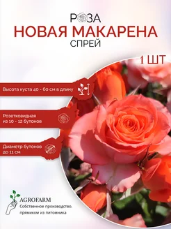 Роза флорибудна Новая макарена AgroFarm Саженцы Юга 263537183 купить за 388 ₽ в интернет-магазине Wildberries