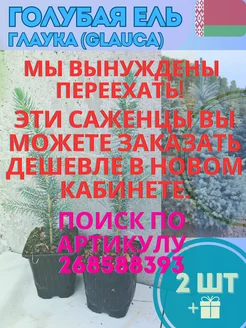 Саженец Ель голубая Глаука 2шт