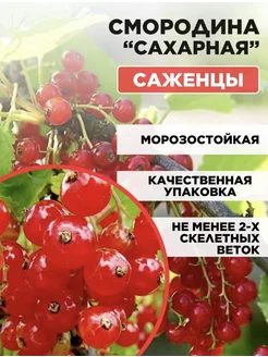 Саженцы Смородина Красная Сахарная Основа Сада 263552000 купить за 297 ₽ в интернет-магазине Wildberries