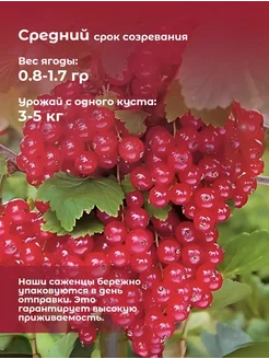 Красная смородина Уральская красавица Краснодарский фермер 263552001 купить за 275 ₽ в интернет‑магазине Wildberries