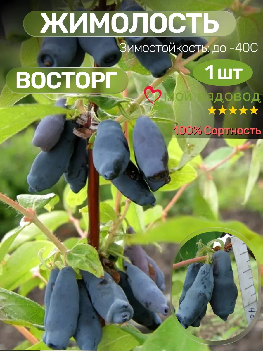 Саженцы Жимолости