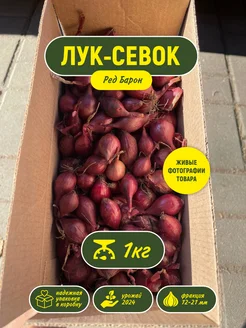 Лук севок озимый на посадку в зиму 1 кг Ред Барон do_nuts 263573706 купить за 433 ₽ в интернет-магазине Wildberries