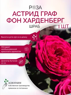 Роза чайно-гибридная Астрид Граф Фон Харденберг AgroFarm Саженцы Юга 263611633 купить за 345 ₽ в интернет-магазине Wildberries