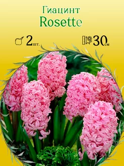 Гиацинт Rosette 2шт уп р.15 16 каперс 12319