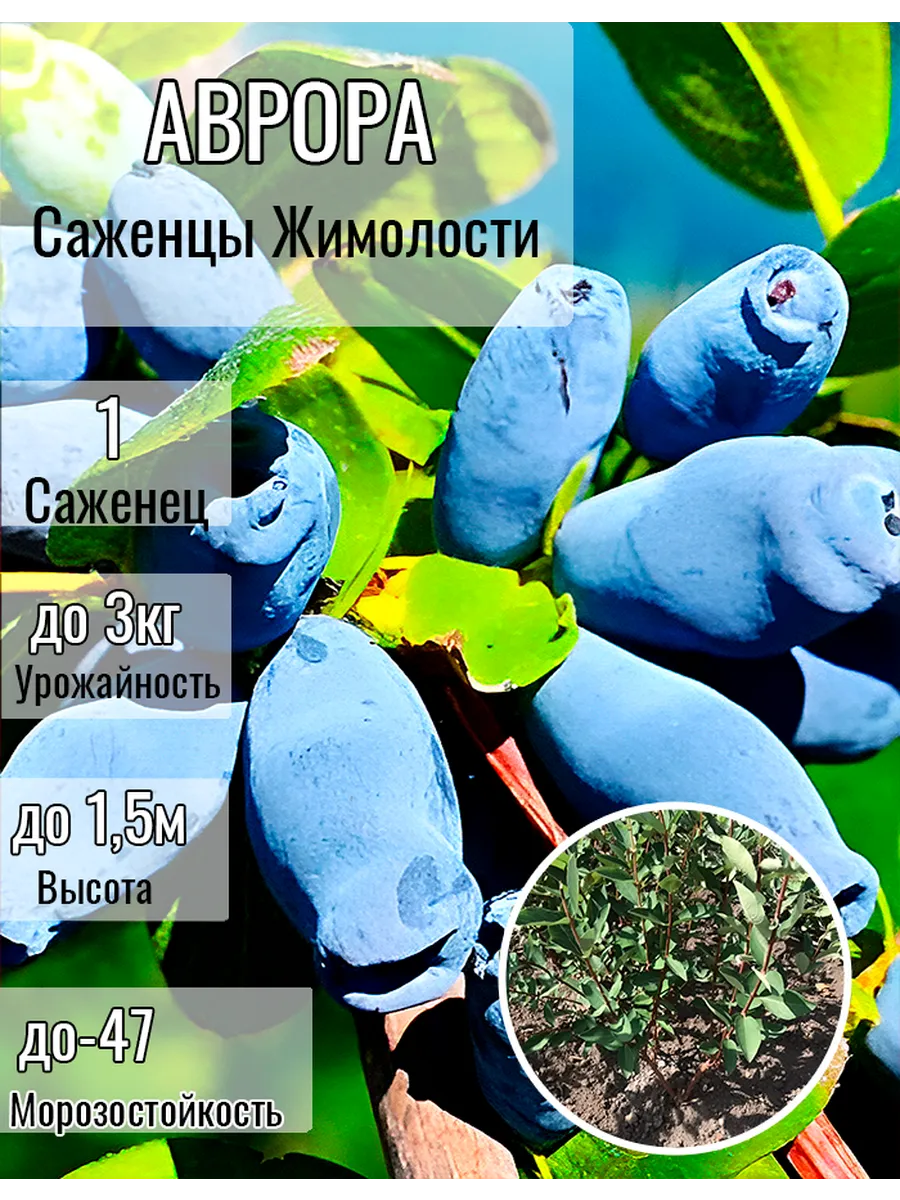 Жимолость саженцы Аврора