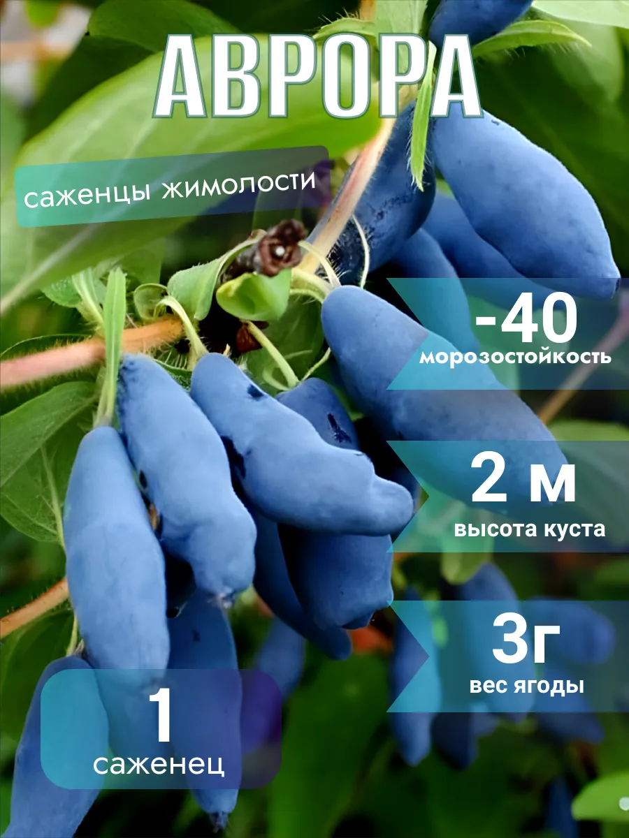 Жимолость саженцы Аврора