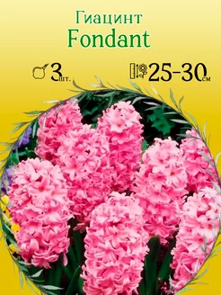 Гиацинт Fondant 3шт уп р.15 16 каперс