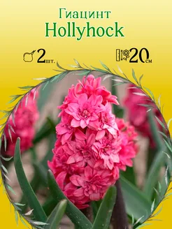 Гиацинт Hollyhock 2шт уп р.15 16 каперс 12317