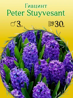 Гиацинт Peter Stuyvesant 3шт уп р.15 16 каперс 12307