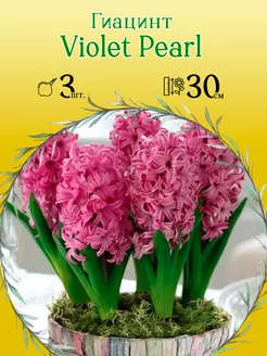 Гиацинт Violet Pearl 3шт уп р.15 16 каперс 12308