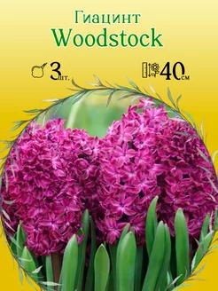 Гиацинт Woodstock 3шт р.15 16 каперс 12305