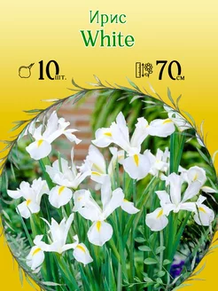 Ирис White 10шт уп р.7 8 каперс 10248