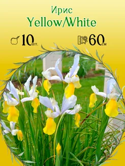 Ирис Yellow White 10шт уп р.7 8 каперс 10249