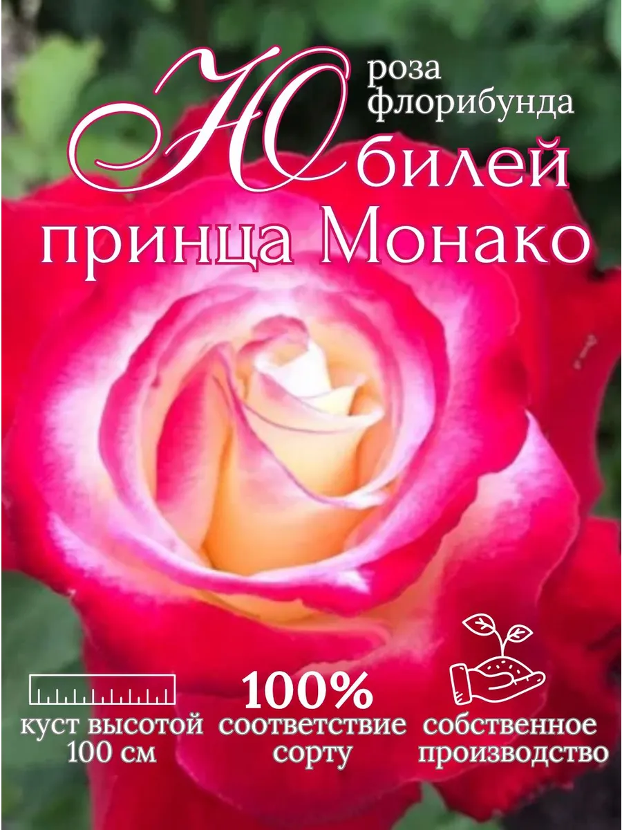 Роза Юбилей Принца Монако