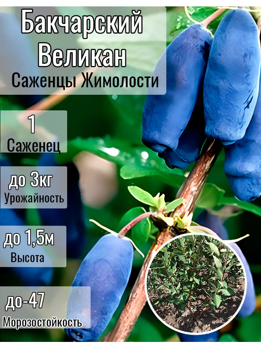 Жимолость саженцы...