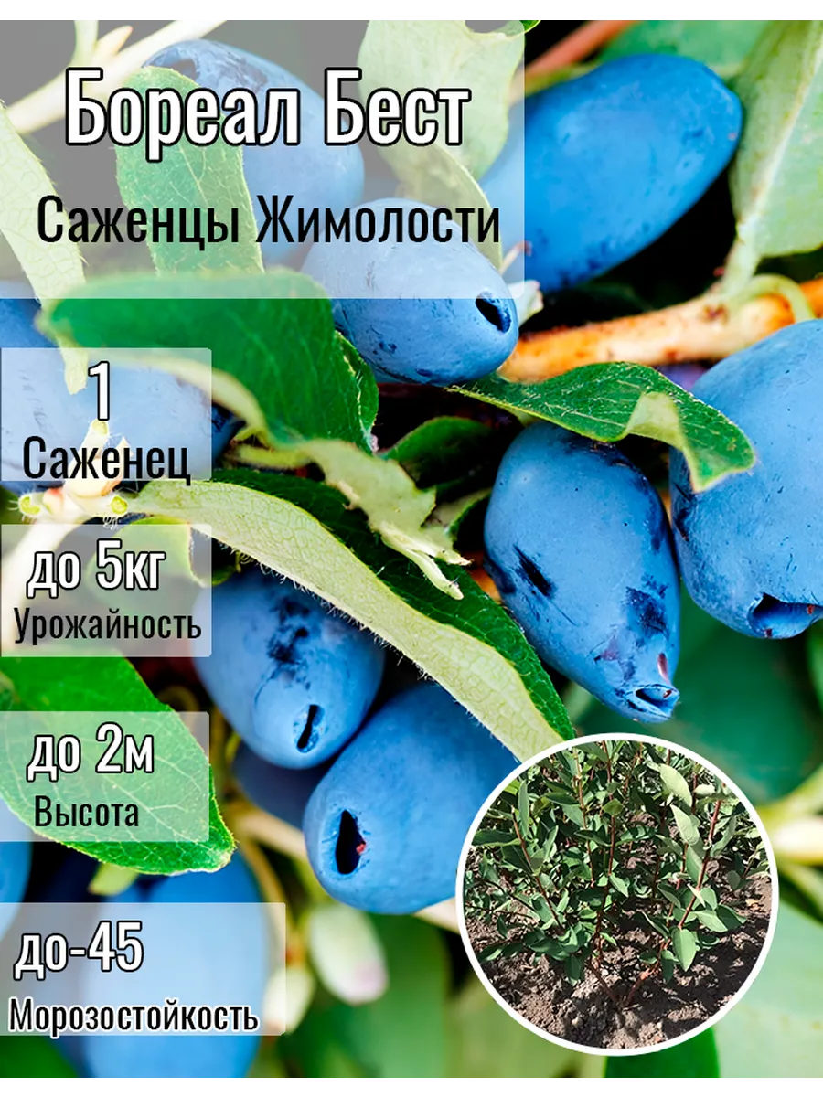 Жимолость саженцы Бореал...