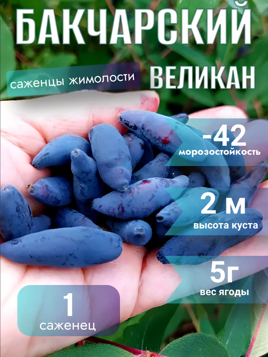 Жимолость саженцы...