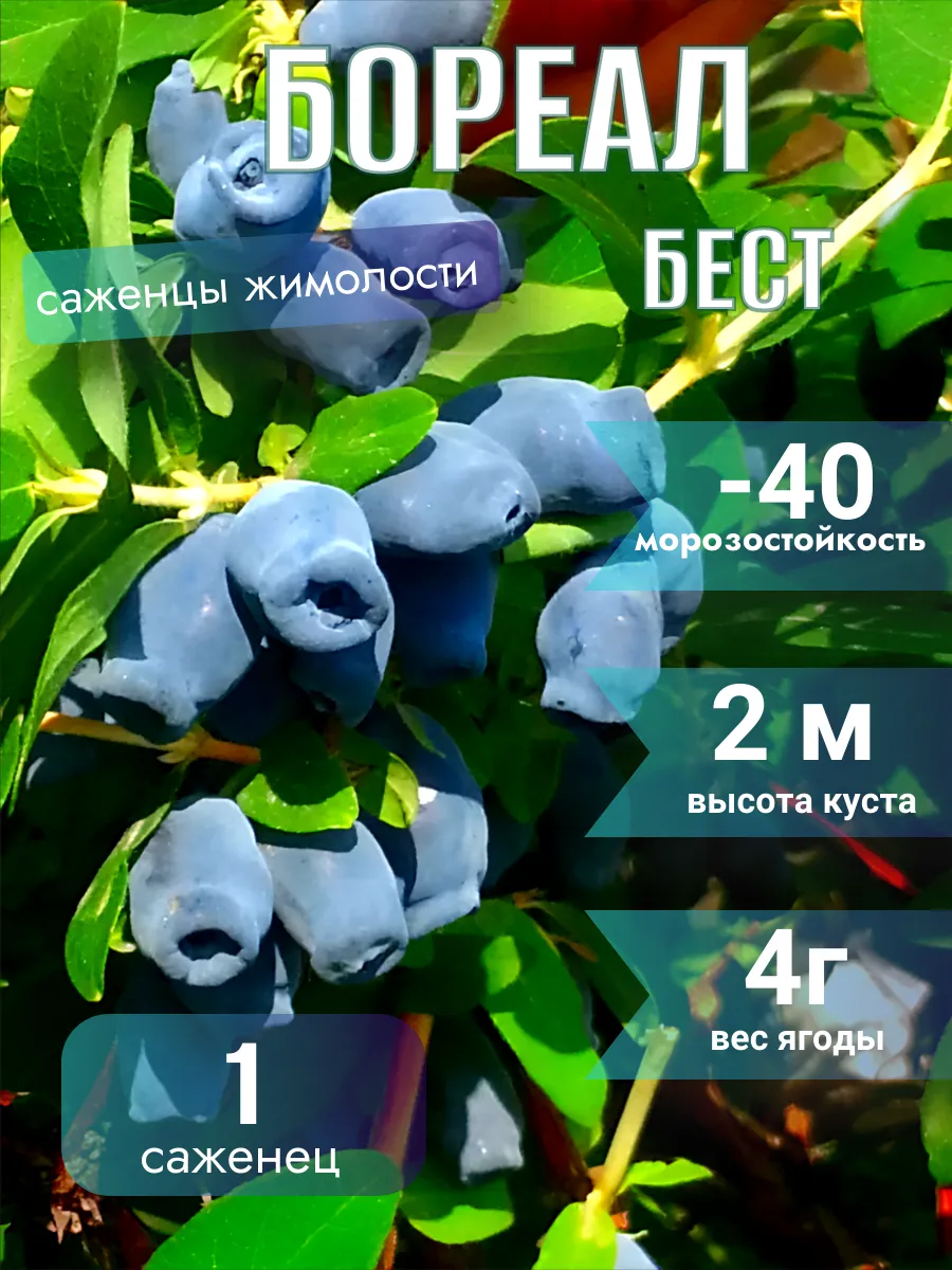 Жимолость саженцы Бореал...