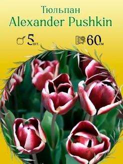 Тюльпан Alexander Pushkin 5шт уп р.11 12, каперс 12080