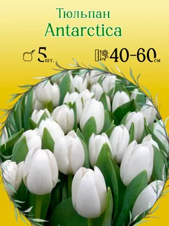 Тюльпан Antarctica 5шт уп р.11 12, каперс 12065