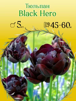 Тюльпан Black Hero 5шт уп р.11 12