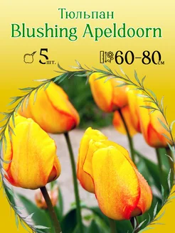 Тюльпан Blushing Apeldoorn 5шт уп