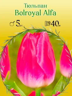 Тюльпан Bolroyal Alfa 5шт уп р.11 12