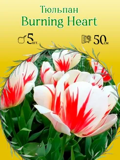 Тюльпан Burning Heart 5шт уп р.11 12