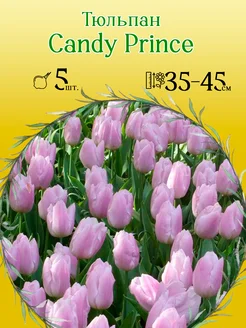 Тюльпан Candy Prince 5шт р.11 12 каперс 12026