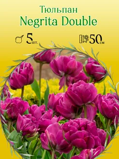 Тюльпан Double Negrita 5шт р.11 12 каперс 12232