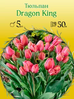 Тюльпан Dragon King 5шт р.11 12