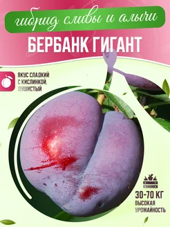 Саженцы сливы Бербанк гигант Garden Seasons 263910646 купить за 357 ₽ в интернет-магазине Wildberries