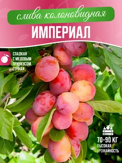 Саженцы сливы колоновидная Империал Garden Seasons 263910651 купить за 357 ₽ в интернет-магазине Wildberries