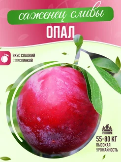 Саженцы сливы Опал Garden Seasons 263910652 купить за 357 ₽ в интернет-магазине Wildberries