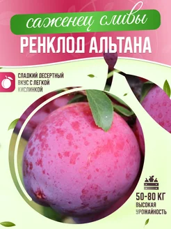 Саженцы сливы Ренклод Альтана Garden Seasons 263910654 купить за 357 ₽ в интернет-магазине Wildberries