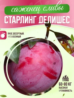 Саженцы сливы Старлинг Делишес Garden Seasons 263910658 купить за 357 ₽ в интернет-магазине Wildberries