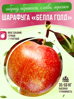 Саженцы сливы шарафуга Белла Голд Garden Seasons 263910662 купить за 357 ₽ в интернет-магазине Wildberries