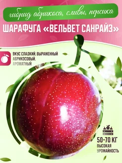 Саженцы сливы шарафуга Вельвет Санрайз Garden Seasons 263910664 купить за 357 ₽ в интернет-магазине Wildberries