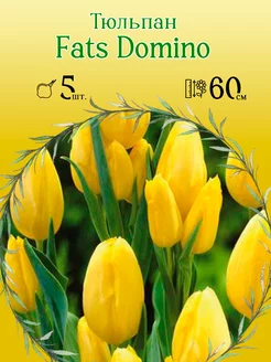 Тюльпан Fats Domino 5шт р.11 12