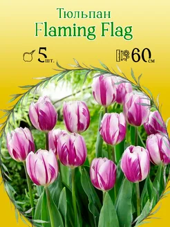 Тюльпан Flaming Flag 5шт р.11 12