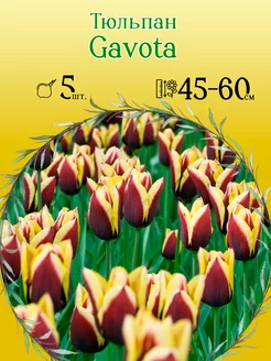 Тюльпан Gavota 5шт р.11 12