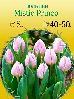 Тюльпан Mistic Prince 5шт уп р.11 12, каперс 12035