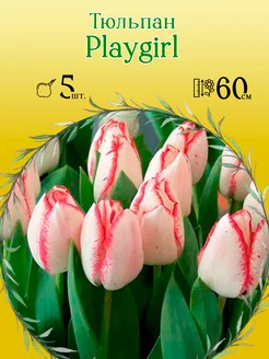 Тюльпан Playgirl 5шт р.11 12 каперс 12081