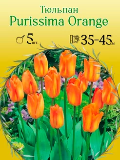 Тюльпан Purissima Orange 5шт уп р.11 12, каперс 12015