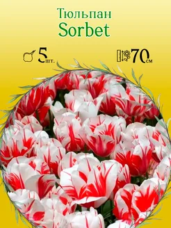 Тюльпан Sorbet 5шт р.11 12 каперс 12104