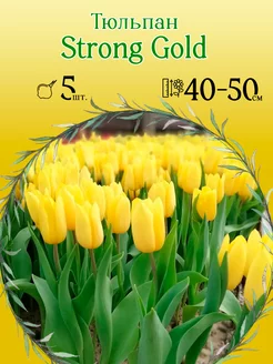 Тюльпан Strong Gold 5шт уп р.11 12, каперс (луковицы)