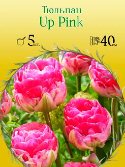 Тюльпан Up Pink 5шт уп р.11 12, каперс (луковицы)